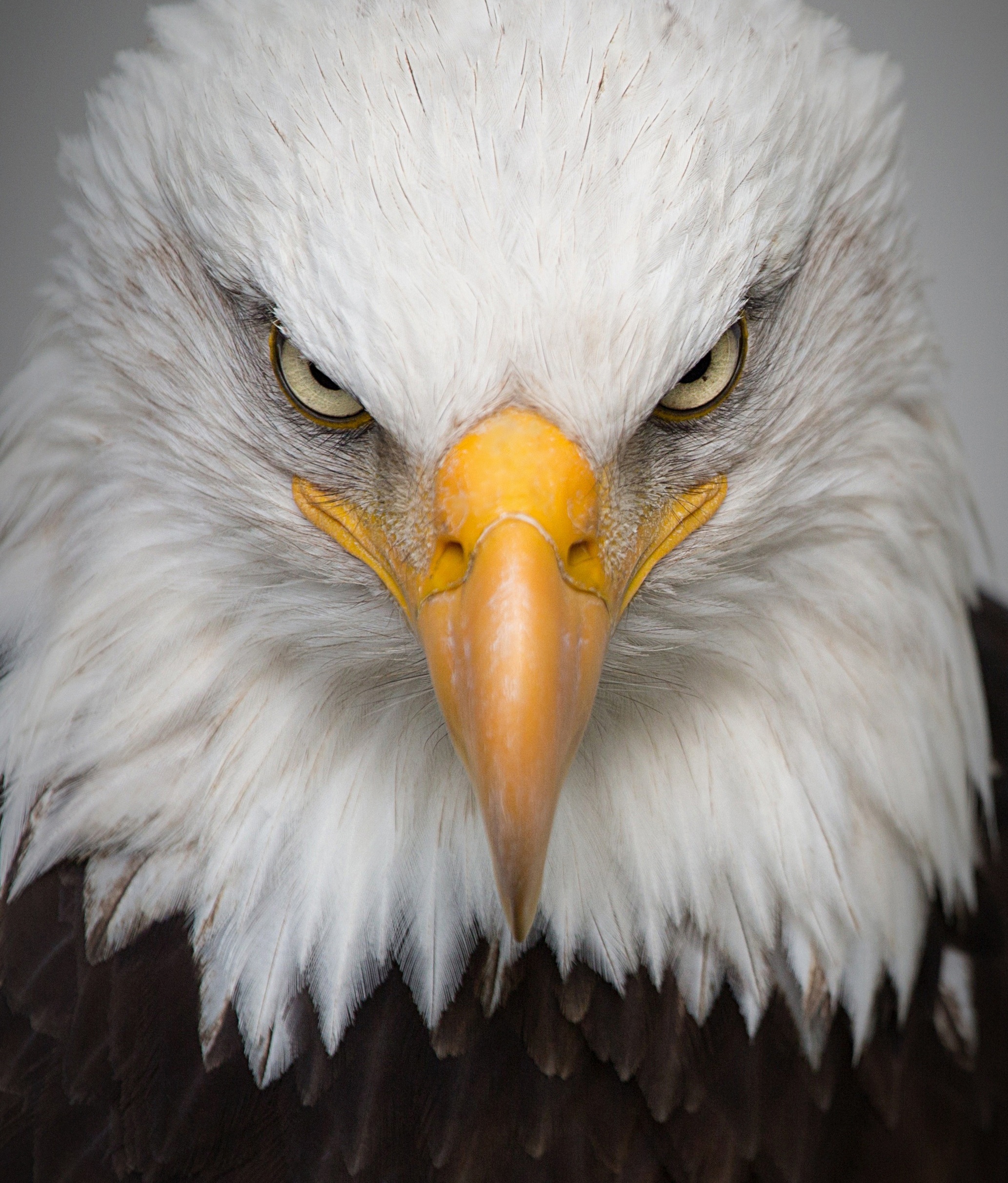 eagleface